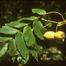 White Walnut (Juglans cinerea).