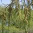 Rocky mountain juniper (Juniperus scopulorum)