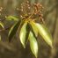 Mountain-Laurel (Kalmia latifolia).