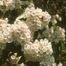 Mountain-Laurel (Kalmia latifolia).