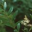 Japanese privet (Ligustrum japonicum)