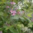 Honeysuckle shrub (Lonicera genus)