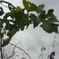 White mulberry (Morus alba)