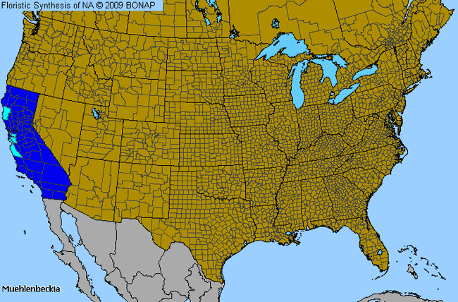 Allergies By County Map For Maidenhair-Vine, Wirevine