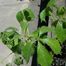 Creeper ivy (Parthenocissus engelmannii)