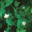 Mock orange (Philadelphis virginalis)