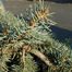 Blue spruce (Picea pungens)