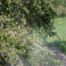 Jack pine (Pinus banksiana), with visible airborne pollen coming off branches