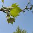 Sycamore genus (Platanus)