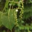 Eastern cottonwood (Populus deltoides)