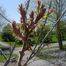 Stag-horn sumac (Rhus typhina)