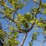 Black Locust (Robinia pseudoacacia)