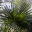 Palmetto (Sabal palmetto)