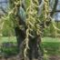 Weeping willow (Salix alba)