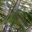 Saw Palmetto (Serenoa repens)