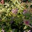 Shiny-Leaf Meadowsweet (Spiraea betulifolia)