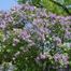 Lilac (Syringa vulgaris)