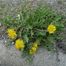 Dandelion (Taraxacum) genus