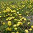 Dandelion (Taraxacum officinale)