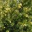 Yew (Taxus media)