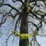 American basswood (Tilia americana)