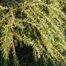 Eastern hemlock (Tsuga canadensis)