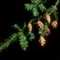 Eastern hemlock (Tsuga canadensis)