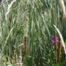 Cattail (Typha genus)