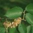 American elm (Ulmus americana)