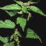 Stinging nettle (Urtica dioica) Photo source: Lewis et al