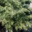 White Fir (Abies concolor)