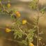 Mealy Wattle (Acacia farnesiana)