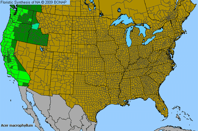 Allergies By County Map For Big-Leaf Maple