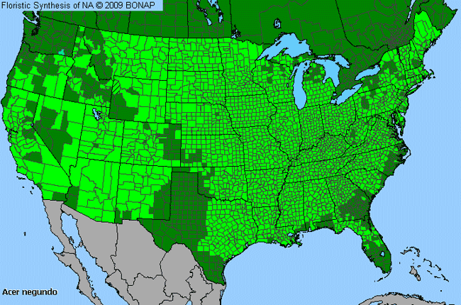 Allergies By County Map For Box Elder, Ash-Leaf Maple