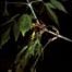 Box Elder, Ash-Leaf Maple (Acer negundo)