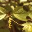 Striped Maple (Acer pensylvanicum)