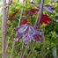 Red Maple (Acer rubrum)