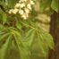 Horse-Chestnut (Aesculus hippocastanum)