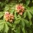 Painted Buckeye (Aesculus sylvatica)