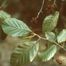 Brookside Alder (Alnus serrulata)