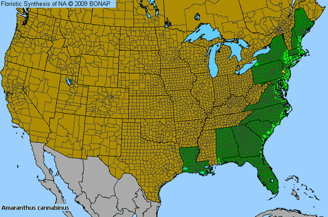 Allergies By County Map For Tidal-Marsh Amaranth