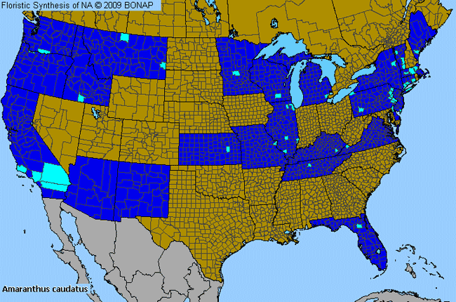 Allergies By County Map For Love-Lies-Bleeding