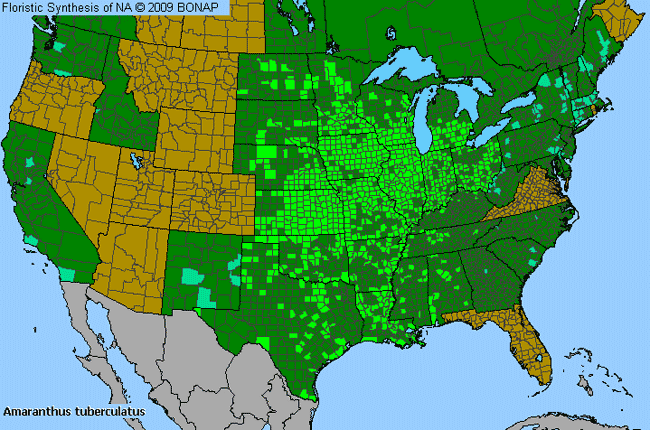 Allergies By County Map For Rough-Fruit Amaranth