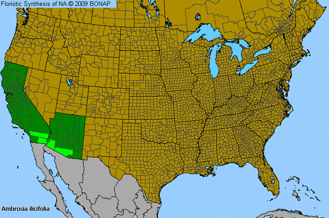 Allergies By County Map For Holly-Leaf Burr-Ragweed