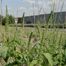 Great Ragweed (Ambrosia trifida)