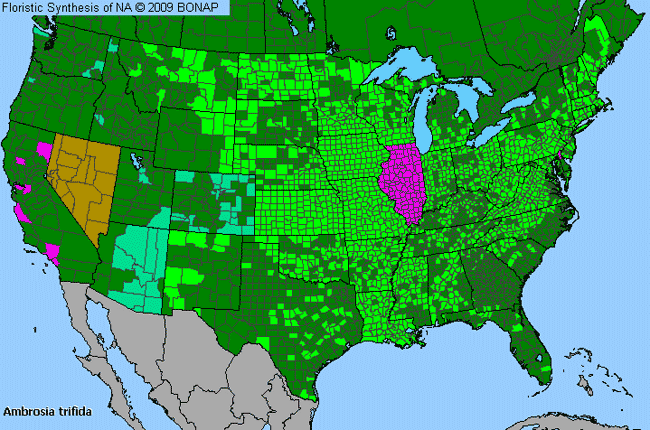 Allergies By County Map For Great Ragweed