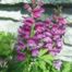 Garden Snapdragon (Antirrhinum majus)