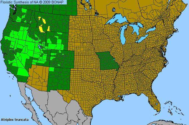 Allergies By County Map For Wedge-Leaf Orache