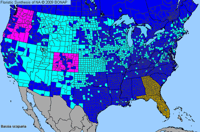 Allergies By County Map For Mexican-Fireweed