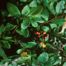 American Barberry (Berberis canadensis)